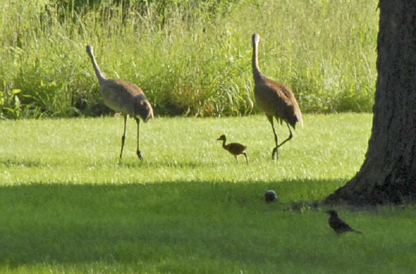 Sandhill Cranes