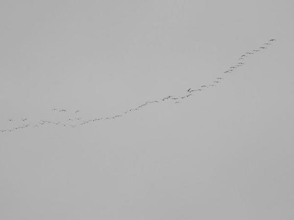Sandhill Cranes