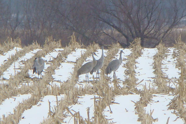 Sandhill Cranes