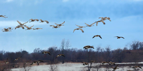 Sandhill Cranes