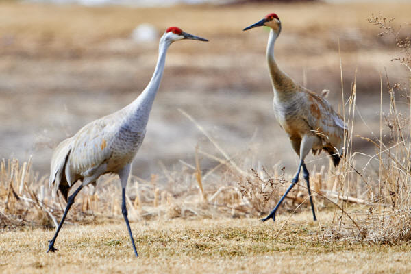 Sandhill Cranes