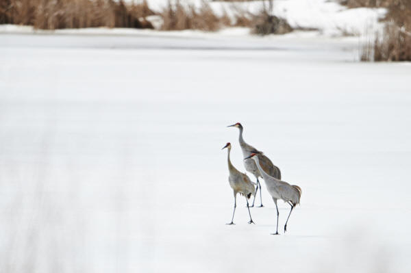 Sandhill Cranes