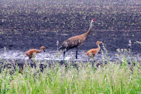 Sandhill Cranes
