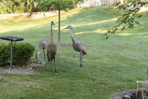 Sandhill Cranes