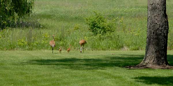 Sandhill Cranes