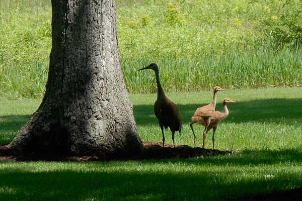 Sandhill Cranes