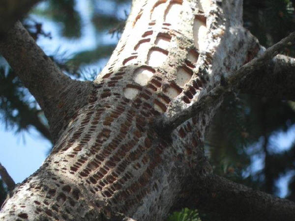 Sapsucker evidence