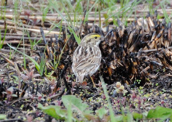 Savannah Sparrow