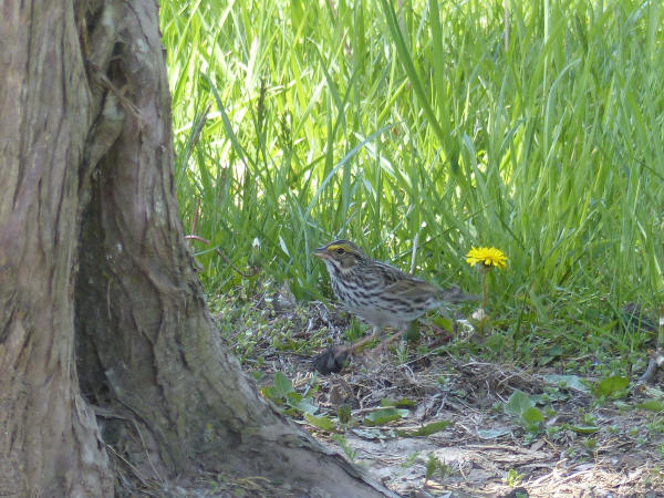 Savannah Sparrow