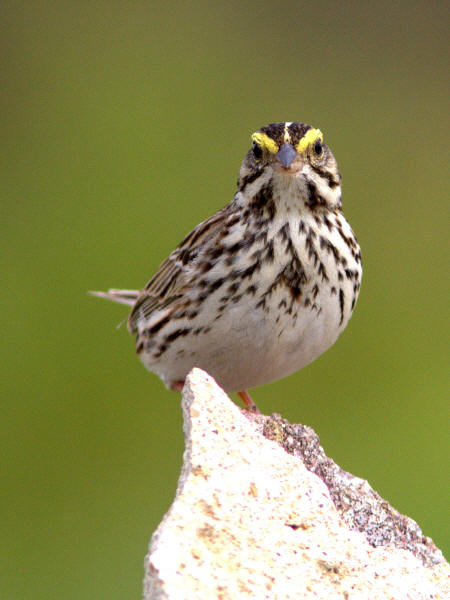 Savannah Sparrow