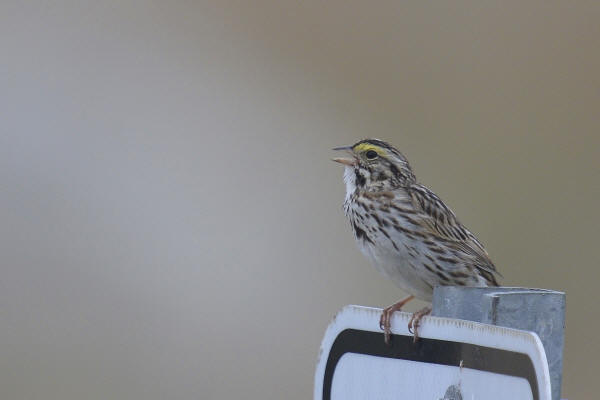 Savannah Sparrow
