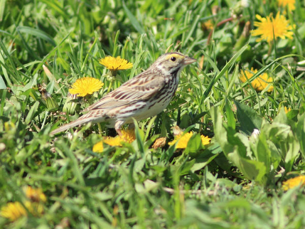 Savannah Sparrow