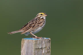 Savannah Sparrow