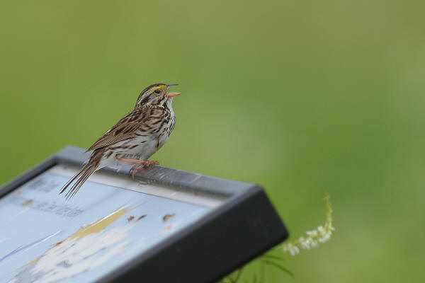 Savannah Sparrow