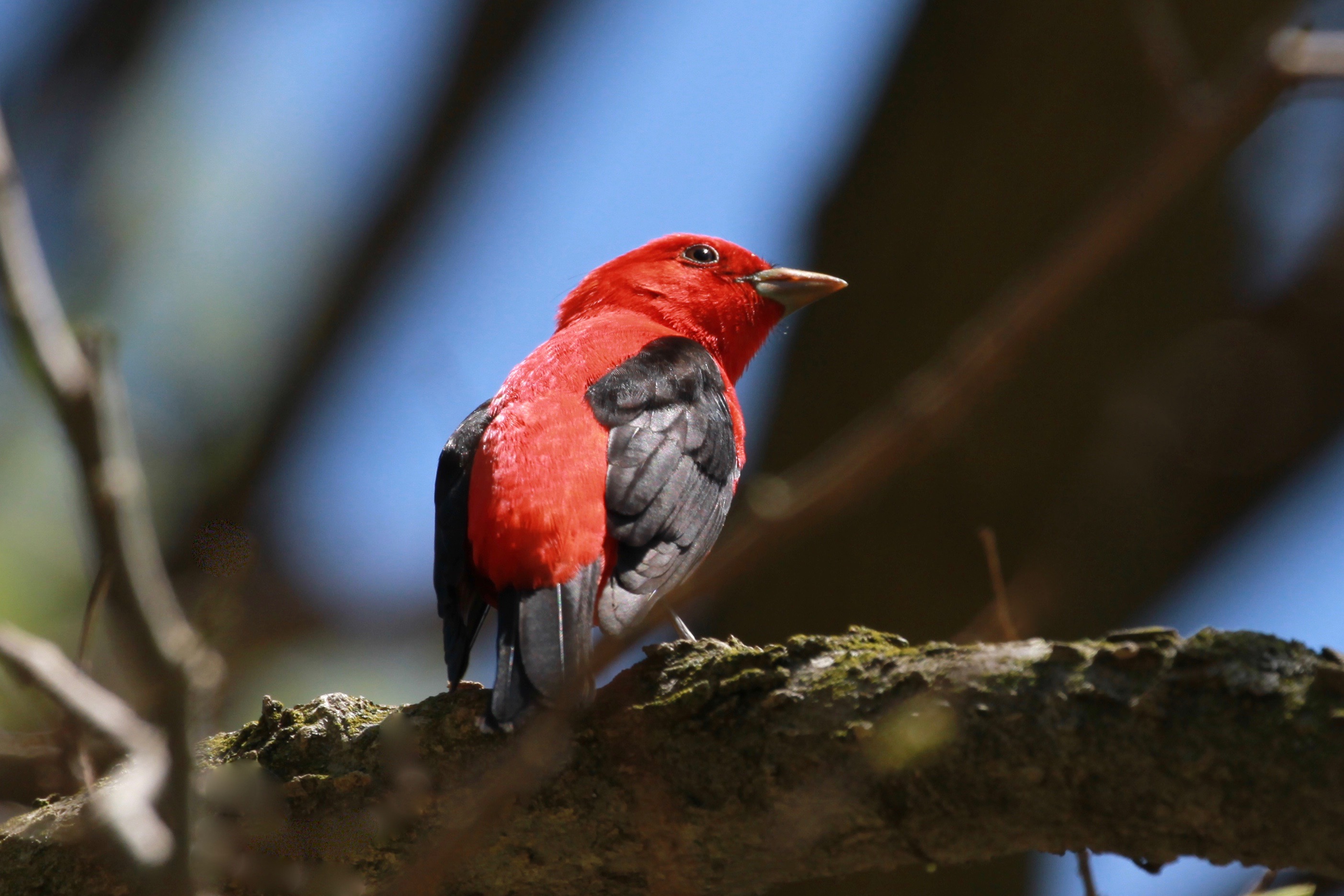 Scarlet Tanager