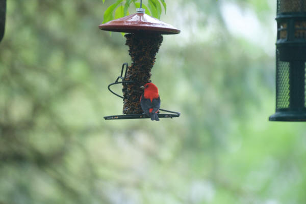 Scarlet Tanager