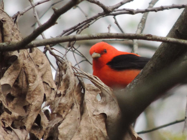 Scarlet Tanager