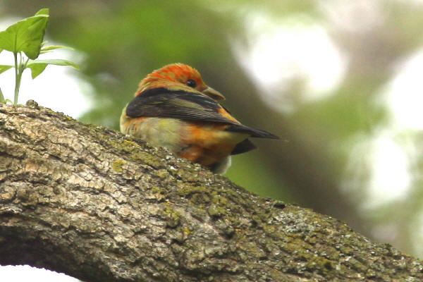 Scarlet Tanager