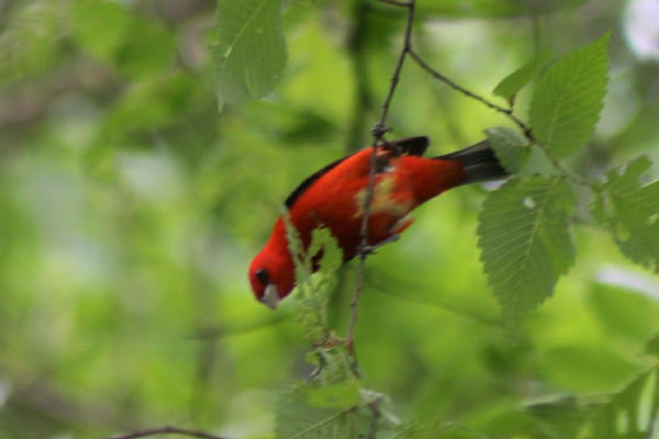 Scsrlet Tanager