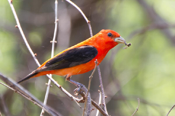 Scarlet Tanager