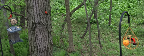 Scarlet Tanagers