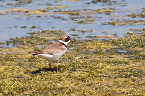 Semipalmated Plover