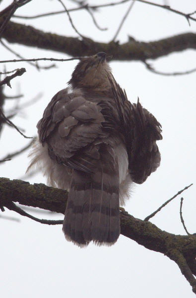 Sharp-shinned Hawk
