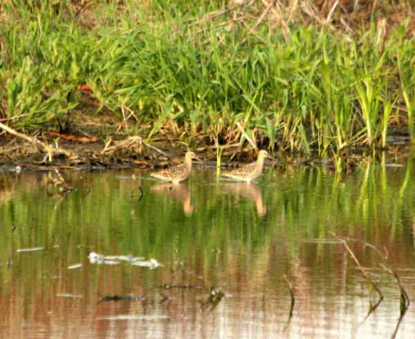Short-billed Dowitchers