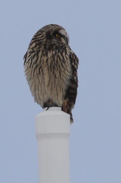 Short-eared Owl