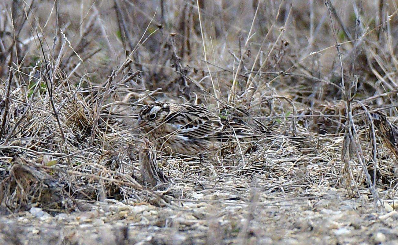 Smith's Longspur