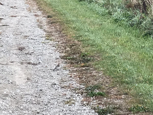Snow Bunting