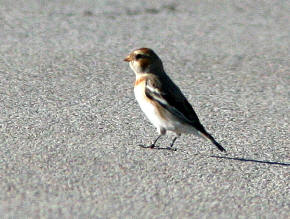 Snow Bunting