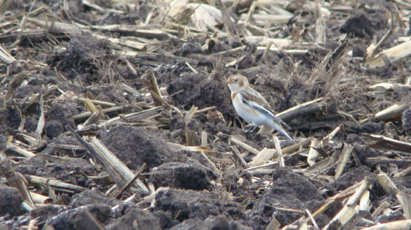 Snow Bunting