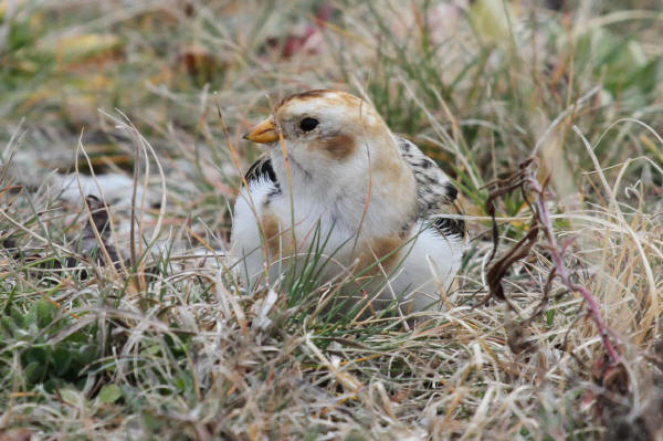 Snow Bunting