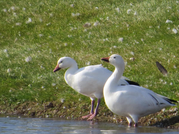 Snow Geese
