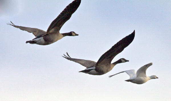 Snow Goose