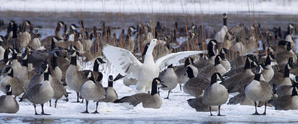 Domestic Goose