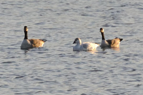 Snow Goose