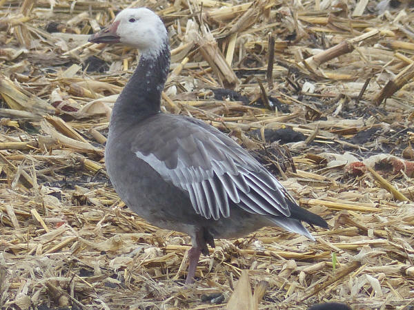 Blue Morph Snow Goose