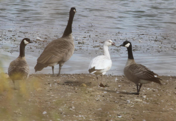 Snow Goose