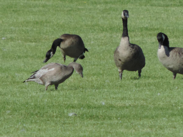 Immature Blue Morph Snow Goose