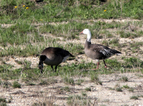 Snow Goose (Blue Morph)