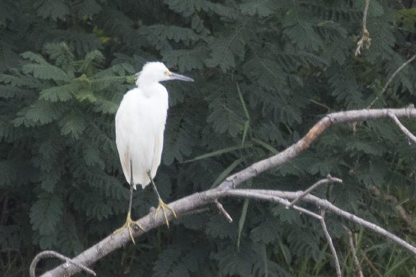 Snowy Egret