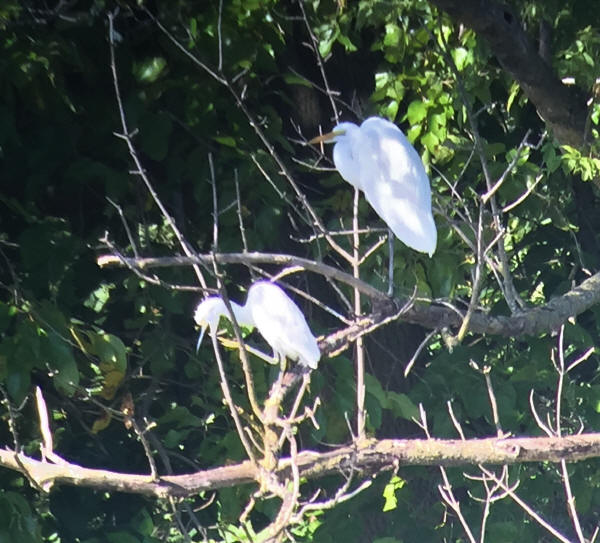 Snowy Egret