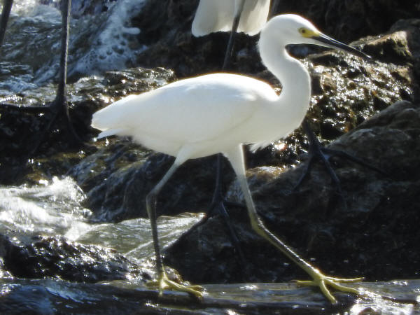 Snowy Egret