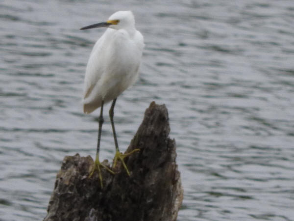 Snowy Egret