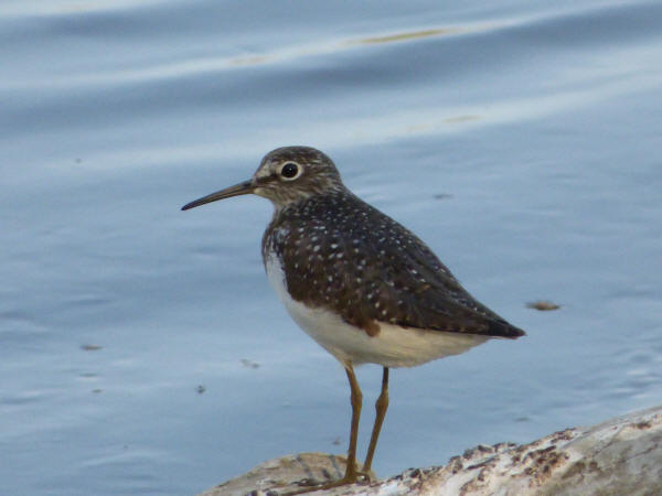 Solitary Sandpiper