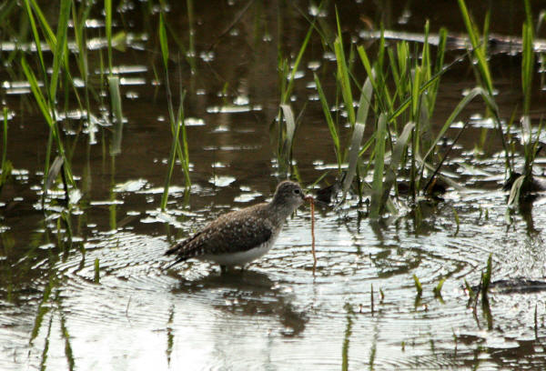 Solitary Sandpiper