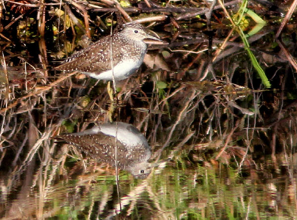 Solitary Sandpiper