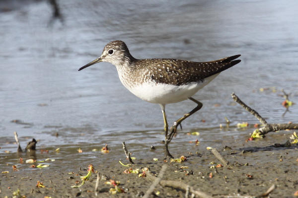Solitary Sandpiper